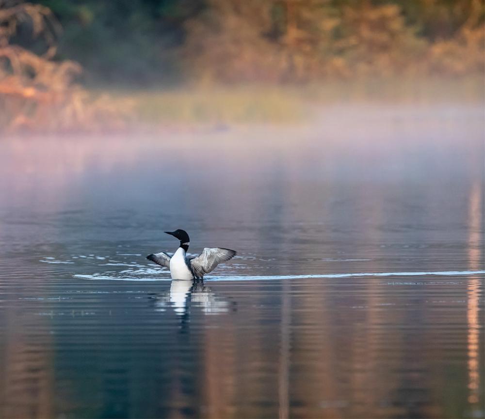 A common loon is one of the most sought after species for photographers. [o] Mark Oram