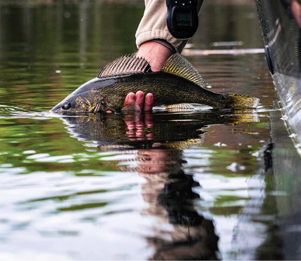 Walleye are one of the species that draw anglers to the park. [o] Riley Benson