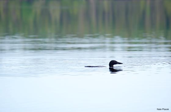 A picture of a loon on a Boundary Waters lake