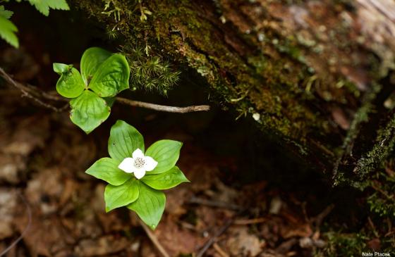 A close-up photo of a white flower blooming next to a mossy log. (Photo Credit: Nate Ptacek)