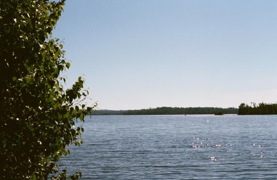 photo of boundary waters lake with pine tree in foreground