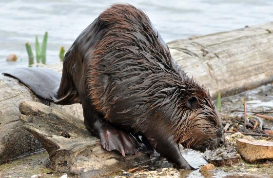 North American Beaver