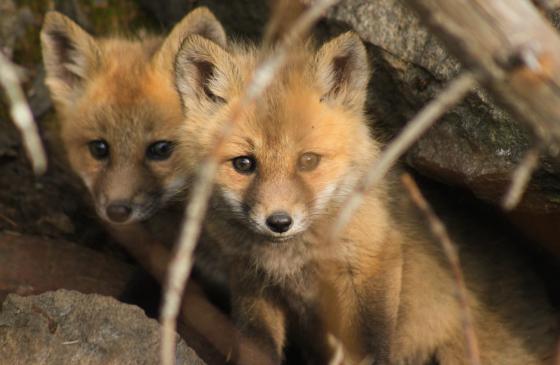 The Boundary Waters Wilderness can't vote. But you can.