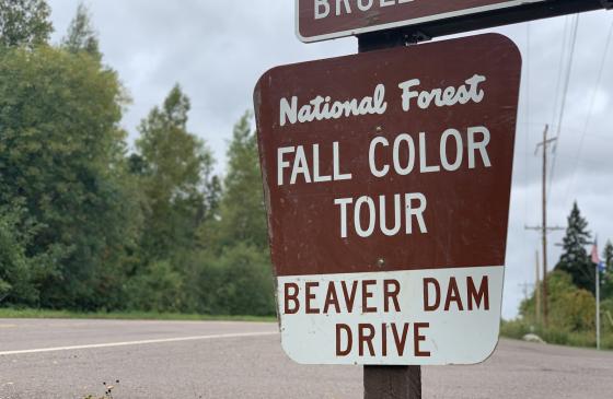 Brown national forest sign reading "National Forest Fall Color Tour Beaver Dam Drive"