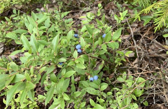 An image of wild blueberries on a bush in the Boundary Waters