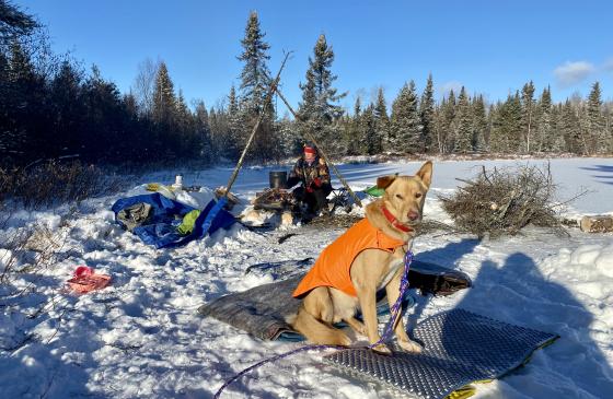 dog sitting on camping gear on top of snow