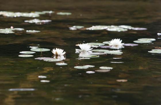 Photo of lillies on water