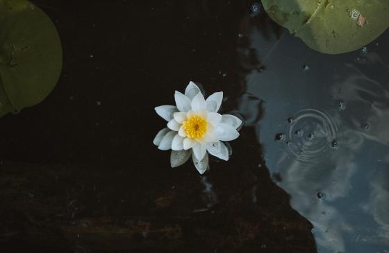 An image of a white flower floating between two lily pads in the Boundary Waters; the photo is shot directly above the flower with raindrops falling around it.