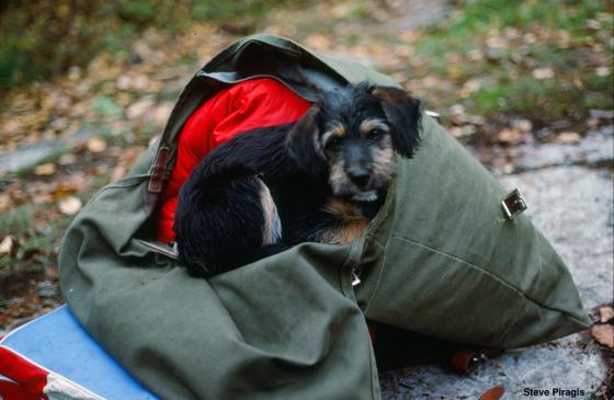 A dog sits in a canoe pack during a trip to the Boundary Waters
