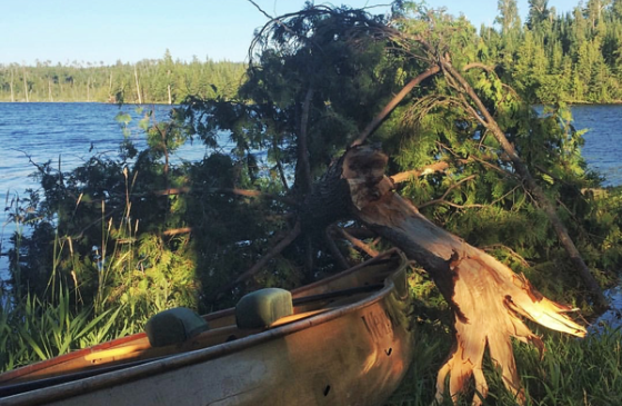 Photo of tree knocked over right next to a canoe