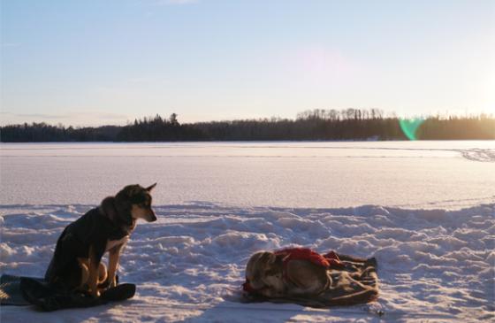 Photo of a sled dog sitting on snow looking at another sled dog lying down