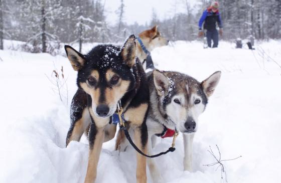 Photo of 2 sled dogs in snow