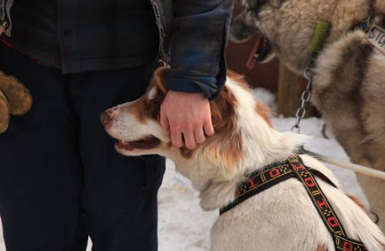 A student pets a sled dog.