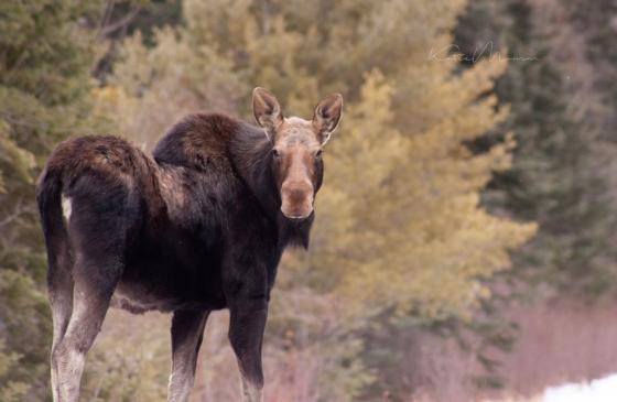 photo of moose looking at camera
