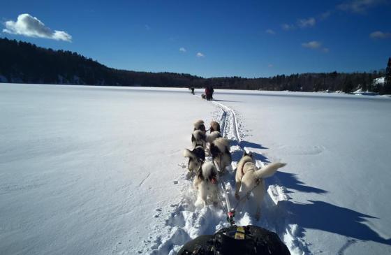 Photo of dogs pulling a sled across a snowy lake