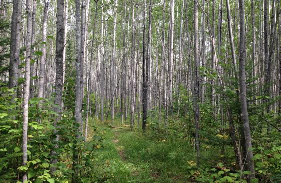 Birch trees in a forest