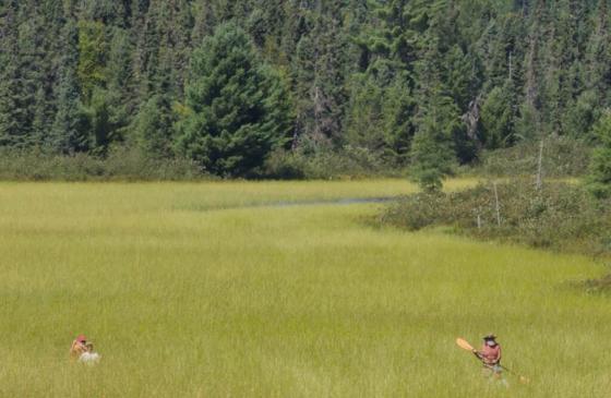 Photo of 3 people canoeing through wild rice