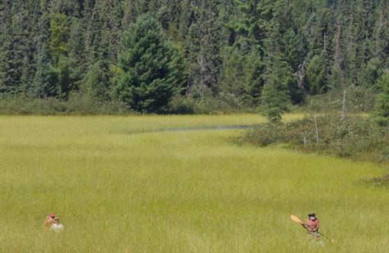 Photo of 3 people canoeing through wild rice