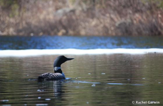 Loon on still water