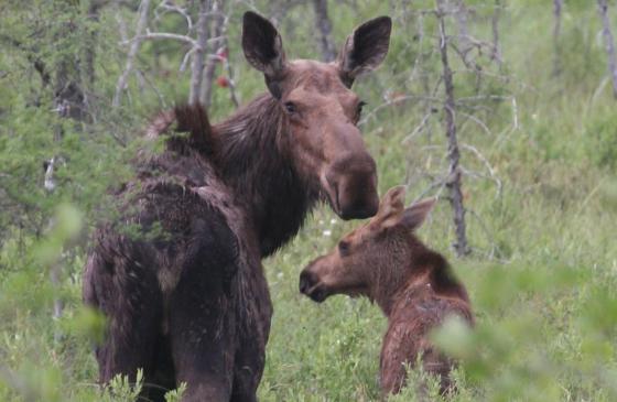 Photo of 2 moose looking back