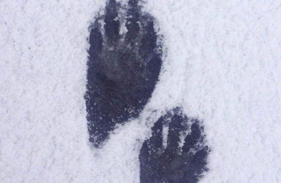 Photo of 2 paw prints in snow on ice