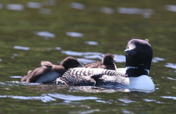 Adult loon and baby loons swimming around it