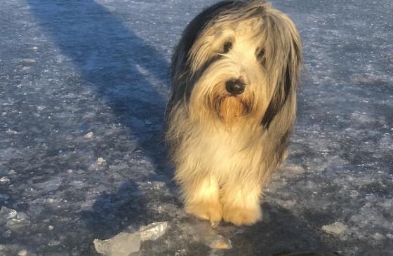 photo of a fluffy dog standing on ice with it's head tilted, next to a fish 