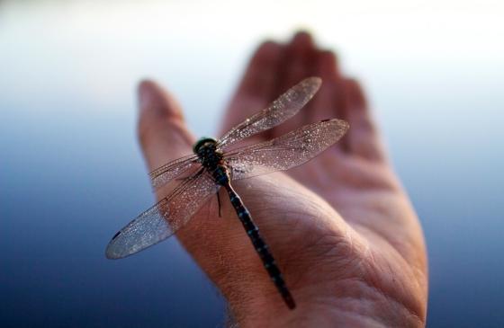 Dragon fly on a hand (photo by Nate Ptacek)