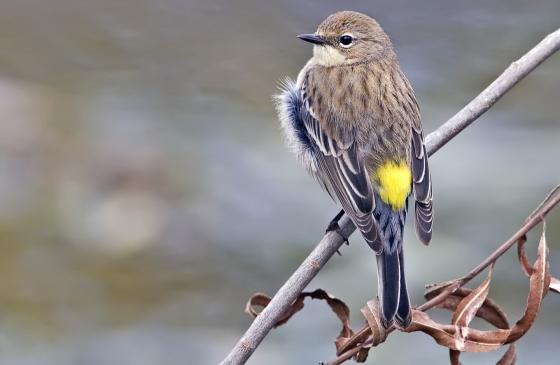 yellow rumped warbler