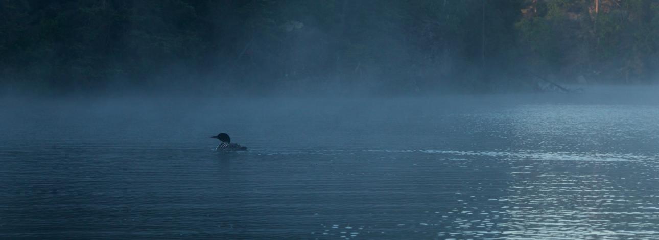 loon on water
