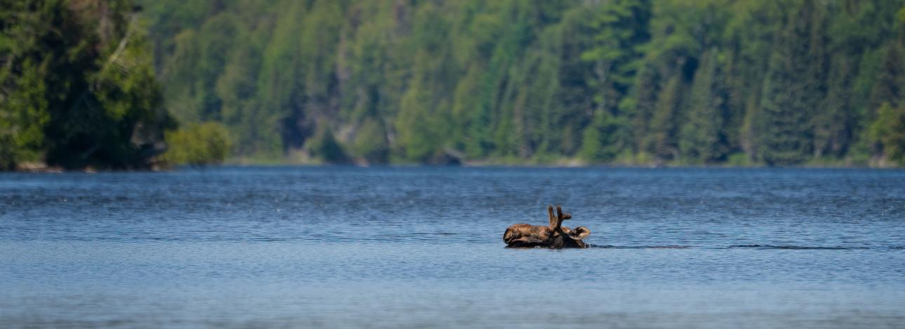 moose swimming