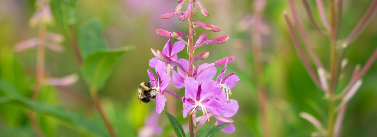 bee on a wildflower 