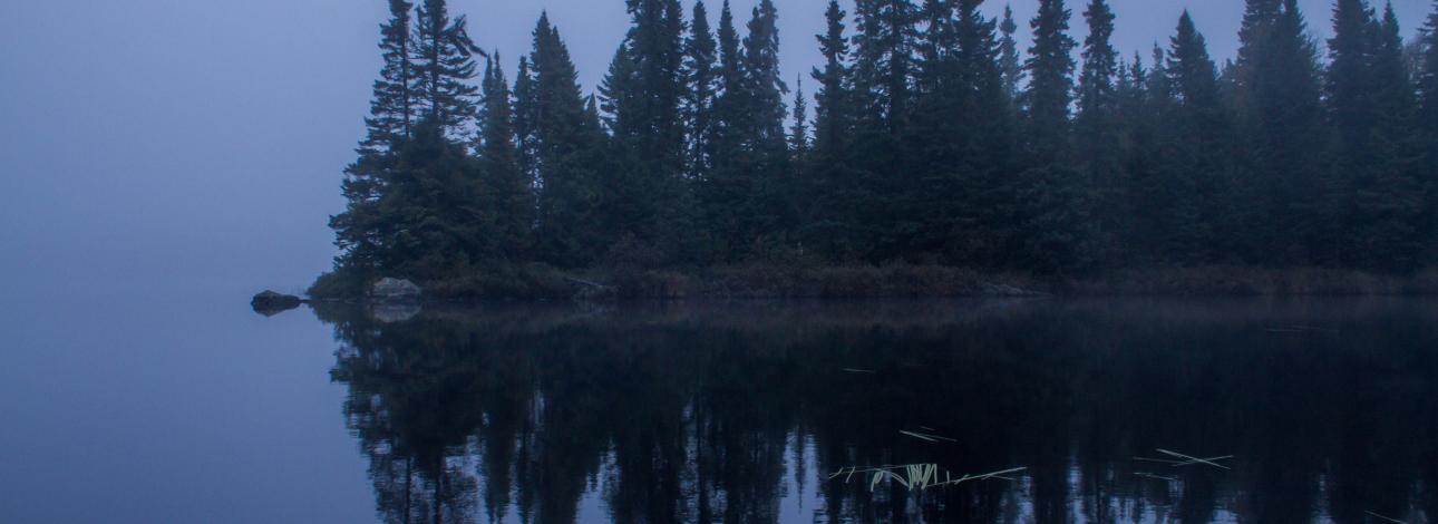 Trees at dusk, mist on the lake