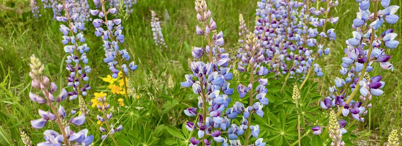Lupine flowers. Photo: Pam Wright