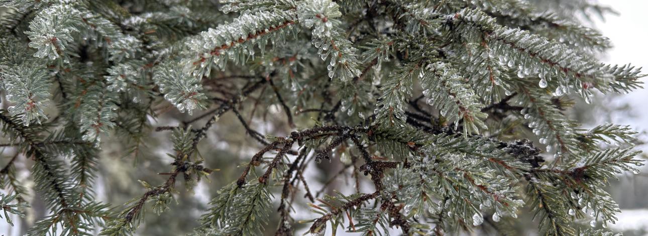 close up of frosted fir tree