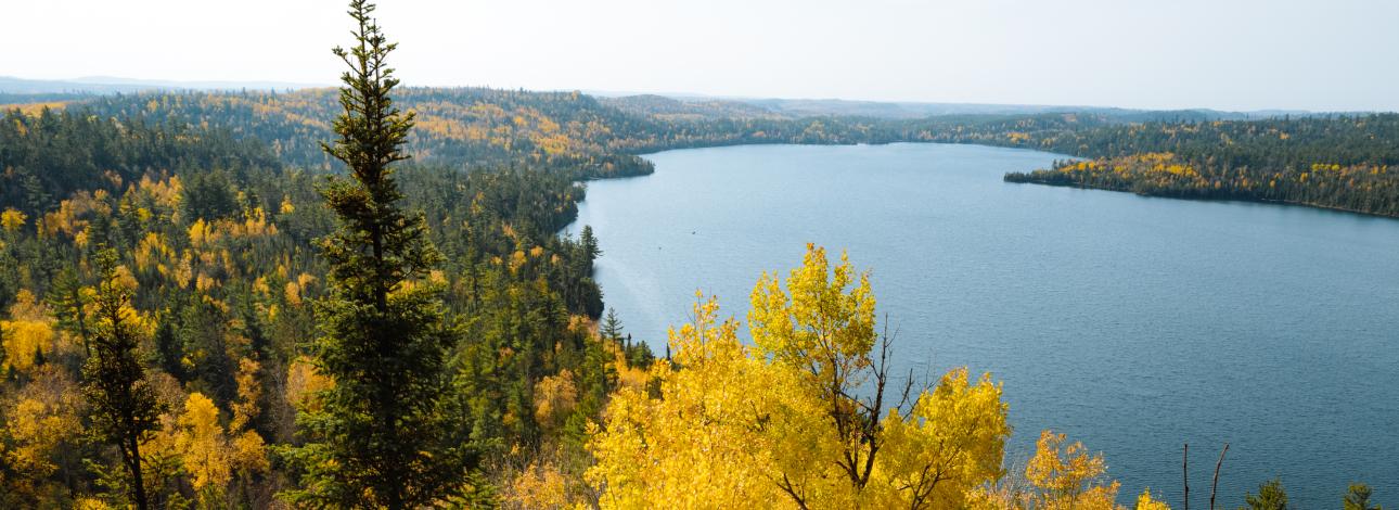 Autumn trees in the BWCA