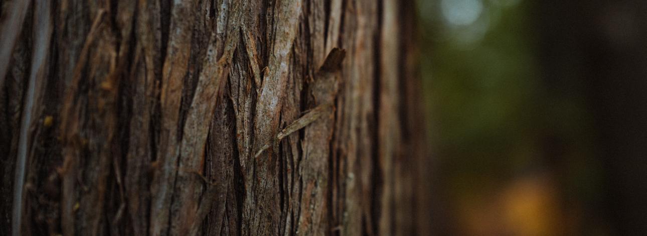 Tree with a close up of the bark 