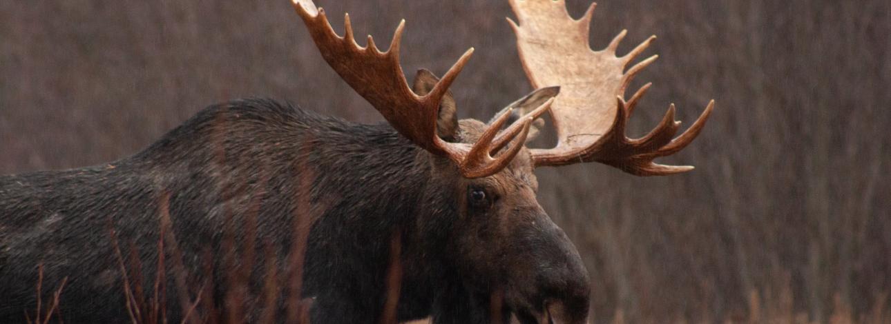 Bull Moose in the Boundary Waters Canoe Area Wilderness