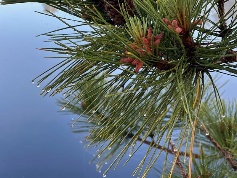 Red Pine. Photo: Pam Wright