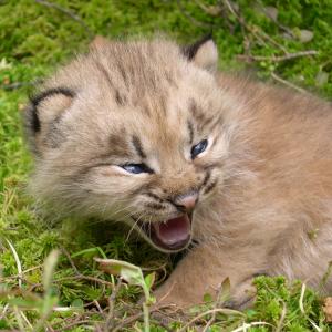 baby lynx